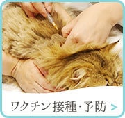 ワクチン接種予防