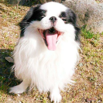 狆